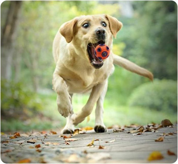 Dog Ball Toy Dog Interactive Toy With Ring Bell Squeak Toys Dog Rubber Bouncy Ball Pet Exercise Game Puzzle Ball To Increase IQ Search Catch Bite Resistant Chewing Toy - Image 9
